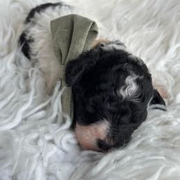 Timothy - Black male Poodle puppy in Tampa, Florida from Designer Puppy Boutique