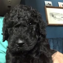 Yellow - Black male Poodle puppy in Fleischmanns, New York from Kava Poodles