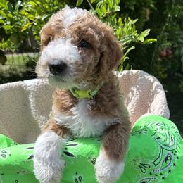 Aqua Collar boy - Aswan (Egypt) - Apricot male Goldendoodle puppy in West Sacramento, California from Pomegranate Doodles