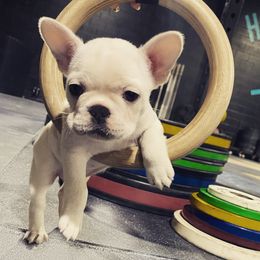 French Bulldog Puppies from Creekside