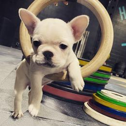French Bulldog Puppies from Creekside
