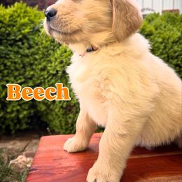 Everlong Beech - Light golden male Golden Retriever puppy in Monroe, North Carolina from Everlong Equine and Canine