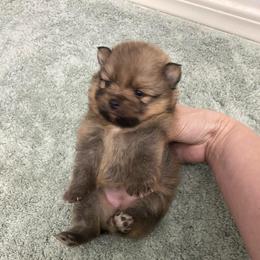 This tiny girl is a pretty sable with white markings - Orange sable female Pomeranian puppy in Kelso, Washington from Highlander Pomeranians