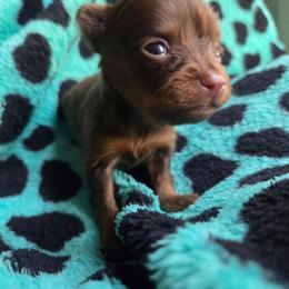 Sparky - Red and brown male Russian Toy puppy in Boise, Idaho from Nesting Dolls