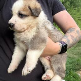 Panda Female 2 - Panda female German Shepherd puppy in Tafton, Pennsylvania from Pocono GSD