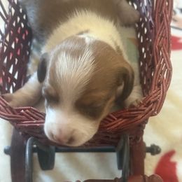 Beast - Piebald male Dachshund puppy in Lakecreek, Oregon from Forever Doxie