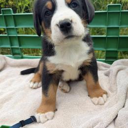 Dark Blue Boy - Black, white and red male Greater Swiss Mountain Dog puppy in Oregon City, Oregon from Runamuck's Greater Swiss Mountain Dogs