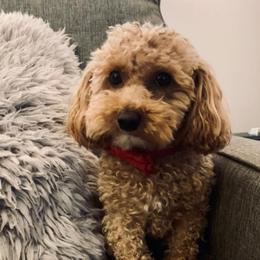Percy - Poodle