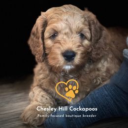 Cockapoo Puppies from Chesley Hill Cockapoos