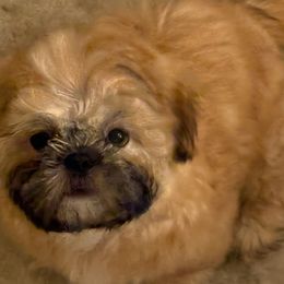 Shih Tzu Puppies from Shih-tzu Dynasty