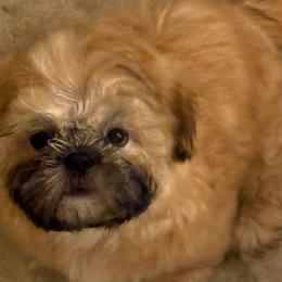 Shih Tzu Puppies from Shih-tzu Dynasty