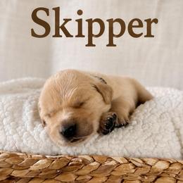 Skipper - Golden male Golden Retriever puppy in San Bernardino, California from Thegoldendreams1