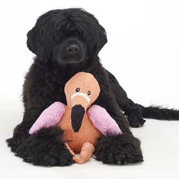 Portuguese Water Dogs from CnSand Portuguese Water Dogs
