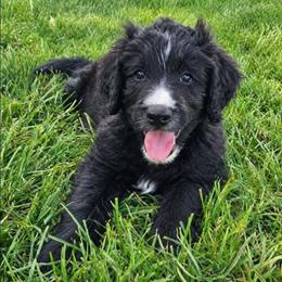 Maui - Black male Bordoodle puppy in Fredericktown, Ohio from Brisby Bordoodles