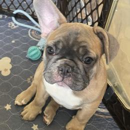 Tiff - Blue fawn female French Bulldog puppy in Perris, California from Queenbeebullies