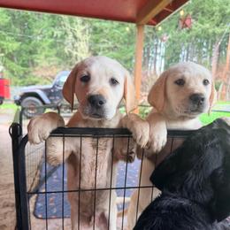 Atlas - Yellow male Labrador Retriever puppy in Sweet Home, Oregon from Knotty Creek Labradors