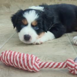 Miniature Australian Shepherd puppies from Everts Mini Aussies