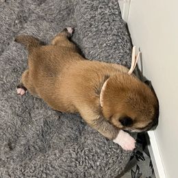 Bella - Red female Shiba Inu puppy in Racine, Wisconsin from Belle City Shibas