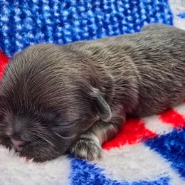 Blue Female - Blue female Shih Tzu puppy in Oakville, Washington from Garrard Creek Shih Tzus