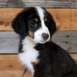 Australian Shepherds and Miniature Australian Shepherds from Double T O Farms