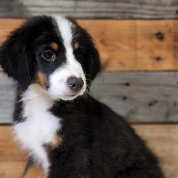 Australian Shepherds and Miniature Australian Shepherds from Double T O Farms