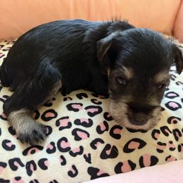 Yellow Collar - Salt and pepper female Miniature Schnauzer puppy in Smyrna, Tennessee from Moore's Miniature Schnauzers
