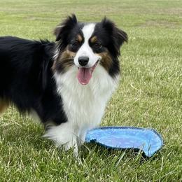 Australian Shepherds, Miniature American Shepherds, Miniature Australian Shepherds, and Toy Australian Shepherds from OR Aussies