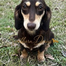 Nola - Dachshund