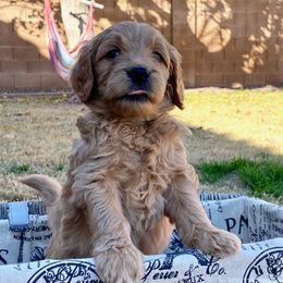 Goldendoodle Puppies from Desert Doods