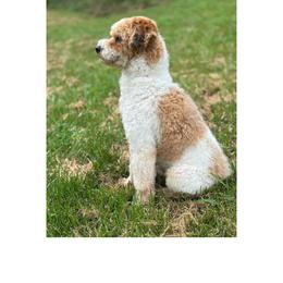 Red or Cedar - Poodle
