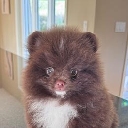 John Candy - Chocolate male Pomeranian puppy in Canandaigua, New York from Fingerlakes Pomeranians