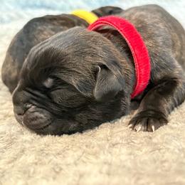 Journey - Black brindle female Cane Corso puppy in Cameron Park, California from Lionheart Cane Corso