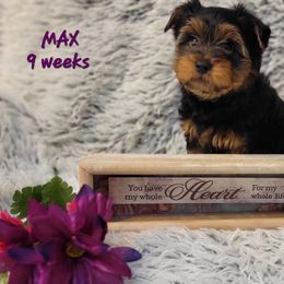 Yorkshire Terrier Puppies from Yorkieology