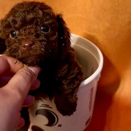 Poodle Puppies from Tiny Toy Poodles