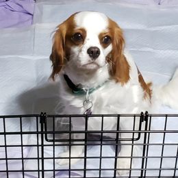 Chloe - Cavalier King Charles Spaniel