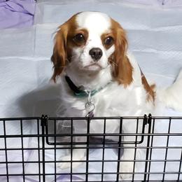 Chloe - Cavalier King Charles Spaniel