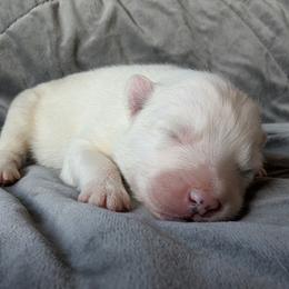 AKC Boy 'Mochi' - White male Samoyed puppy in Tombstone, Arizona from High Lonesome