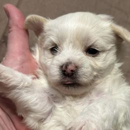 Morkies from Mandy's Morkies