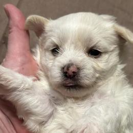 Morkies from Mandy's Morkies