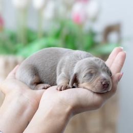 Raviella - Fawn (isabella) and tan female Dachshund puppy in Fort Myers, Florida from Blossom Paws
