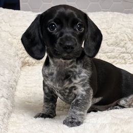 Dachshund Puppies from Wildflower Weenies