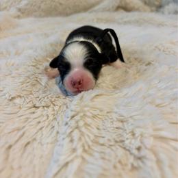 Trevor - Black tri-color male Australian Shepherd puppy in Jacksonville, Florida from Autumn's Aussies
