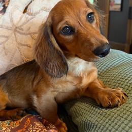 Hawk - Chocolate and tan male Dachshund puppy in Keota, Oklahoma from Skyview Doxie Ranch