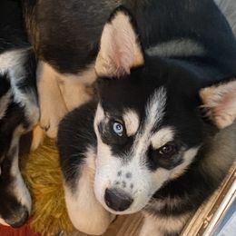 Boyfriend - Siberian Husky