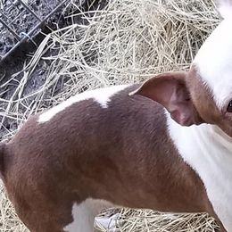 Boston Terriers from Dogwood Hill Kennel
