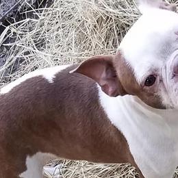 Boston Terriers from Dogwood Hill Kennel