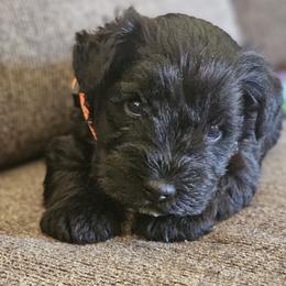 AKC Miniature Schnauzer Boy 3 - Black male Miniature Schnauzer puppy in Cassatt, South Carolina from B & E Farms