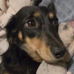 Lilo - Dachshund