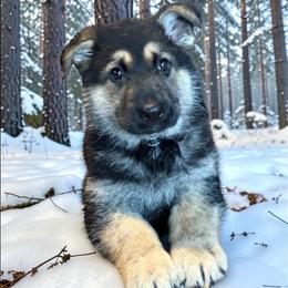 Black and Tan Male 2 - Black and tan male German Shepherd puppy in Tafton, Pennsylvania from Pocono GSD