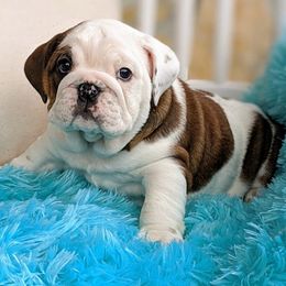 Bulldog and French Bulldog Puppies from Rohde's Road Dog Bullies